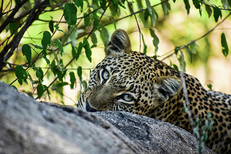 Sleepy Leopard Eyes Photograph by Moodie Shots
