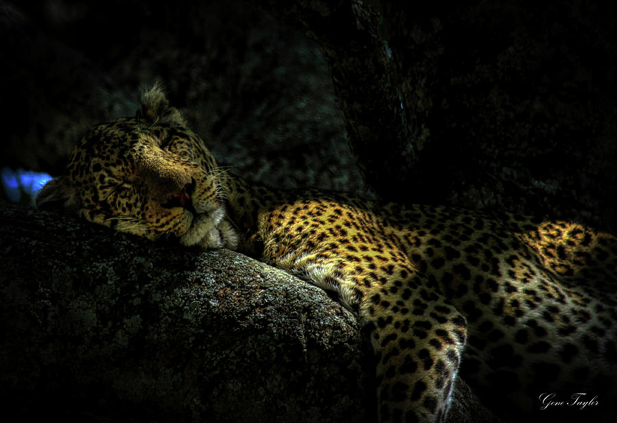 Sleeping Leopard - Signed Photograph by Gene Taylor
