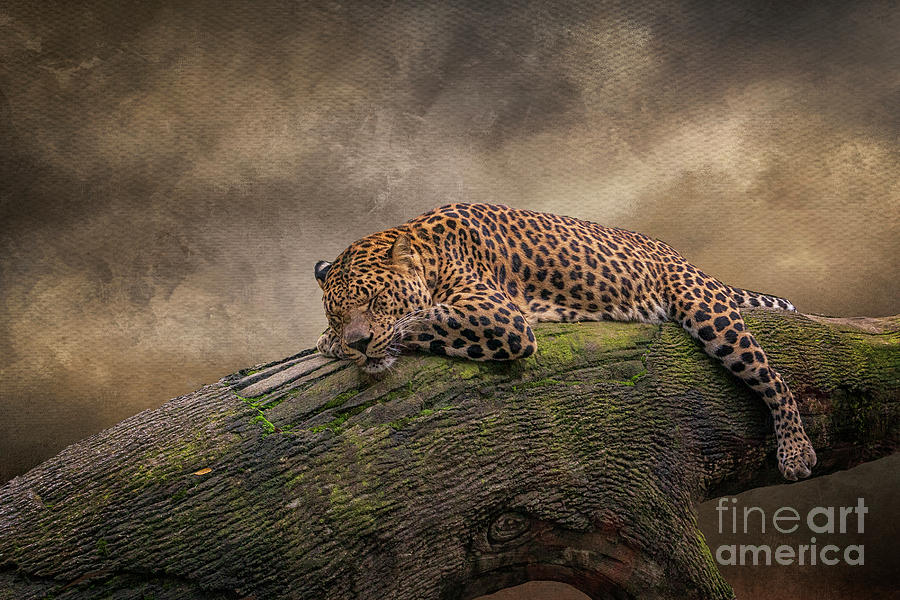 Sleeping Leopard Photograph by Teresa Jack
