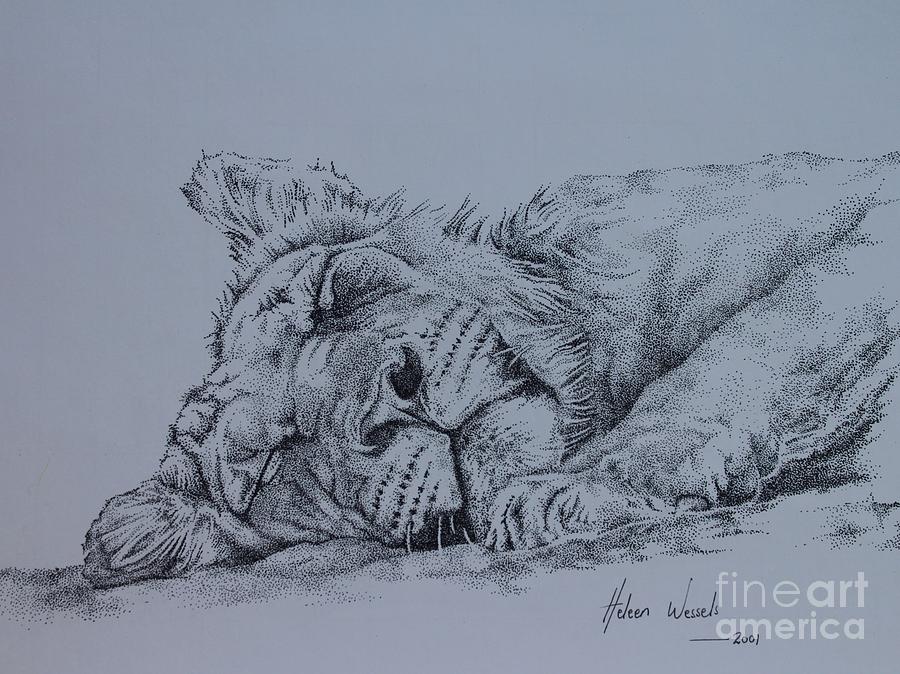 Sleeping Lion Drawing By Heleen Wessels Fine Art America