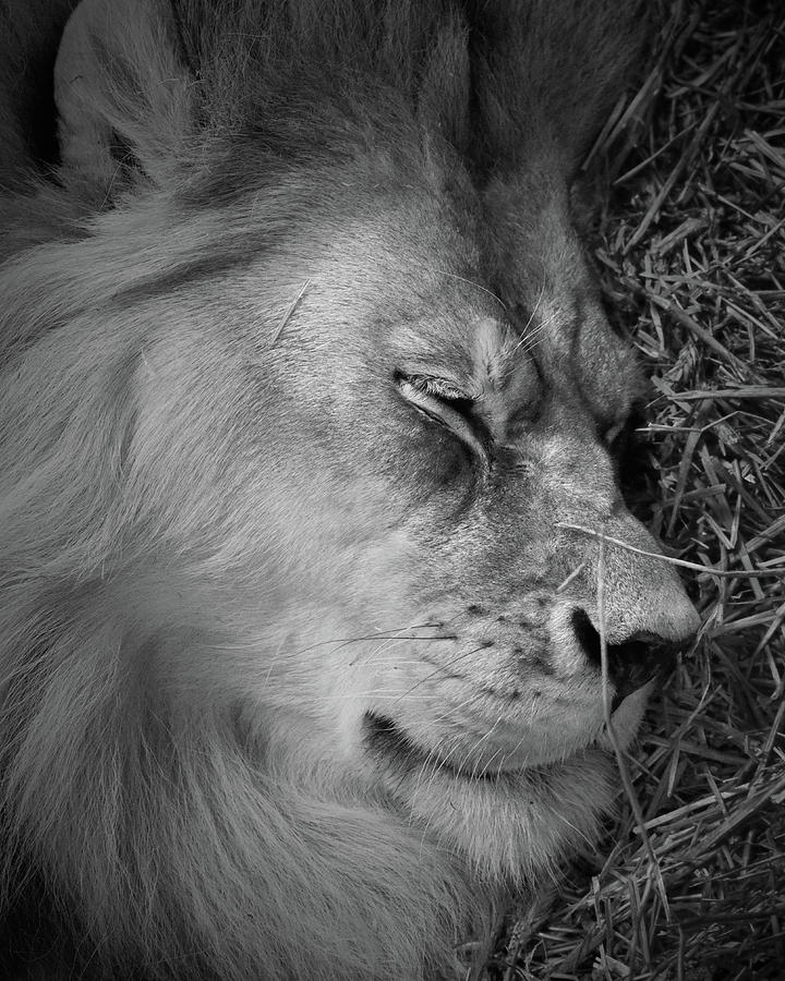 Sleeping Lion Photograph by Jim Hughes