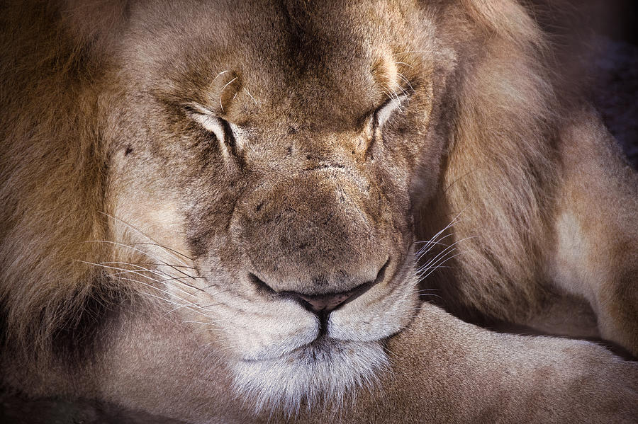 Sleeping Lion Photograph by Jim Signorelli