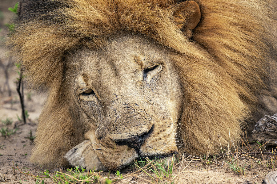 Sleeping Lion Zimbabwe Africa Photograph by Joan Carroll