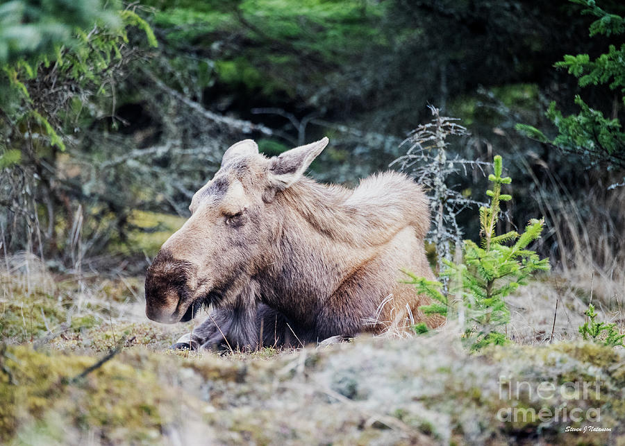 Sleeping Moose Photograph by Steven Natanson