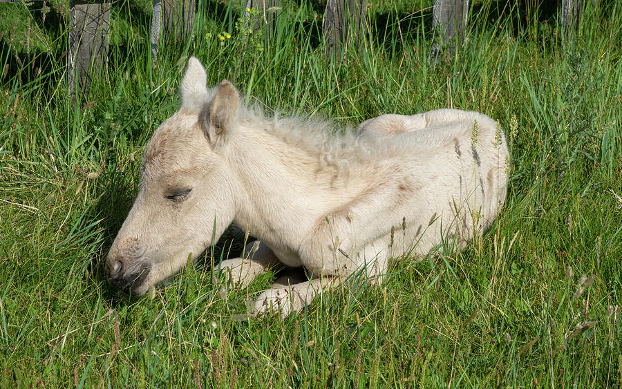 Sleeping newborn foal lying in grass Photograph by Mikhail Kokhanchikov