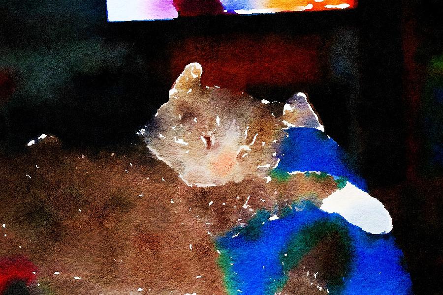 Sleeping Niko Kitty Photograph by Jackie Locantore - Fine Art America