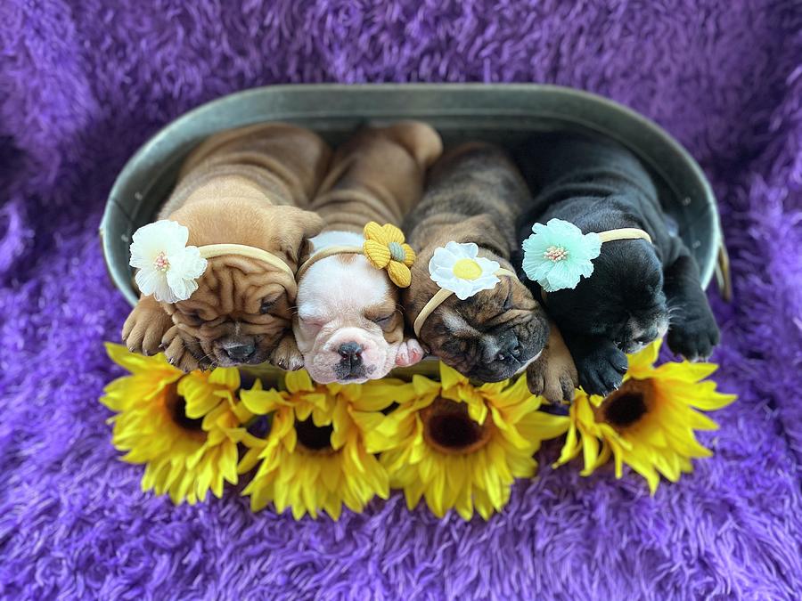 Sleeping Olde English Bulldogge Puppies Photograph by Maria Trombas ...