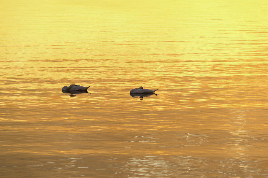 Sleeping on Bold Gold Silk - a Swan Pair Floating on Lustrous Sunlit Water Photograph by Georgia Mizuleva
