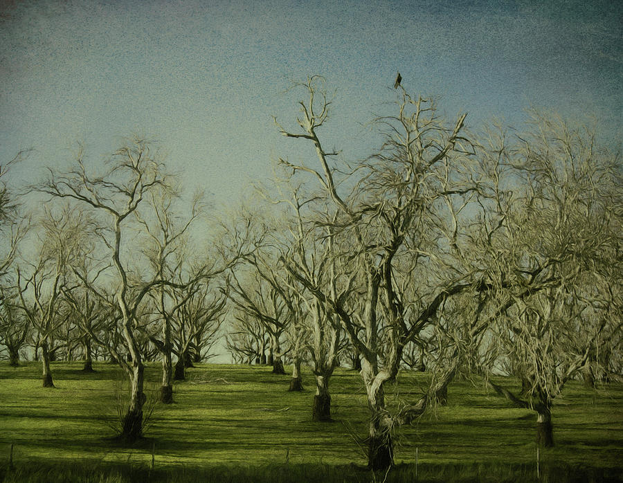 Sleeping Orchard Photograph by Kandy Hurley