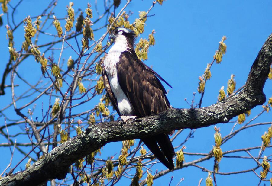 Osprey Photograph - Sleeping Osprey Perched in Tree by Randy West