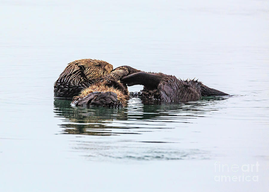 Morro Bay Photograph - Sleeping Otter B2110 by Stephen Parker