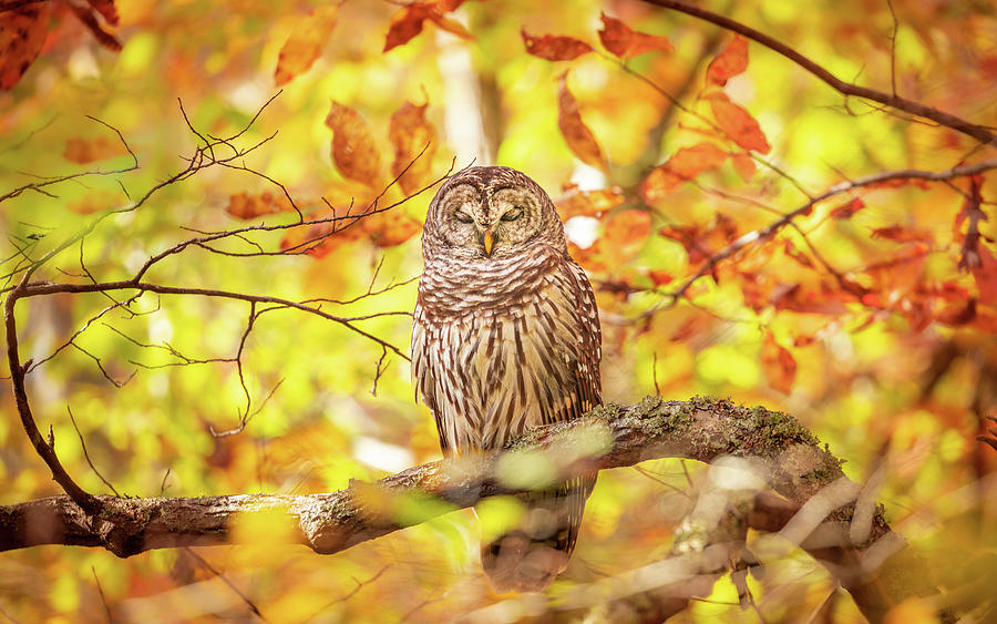 Sleeping Owl In Autumn Photograph
