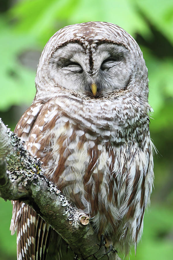 Sleeping Owl - Vertical Photograph by Peggy Collins