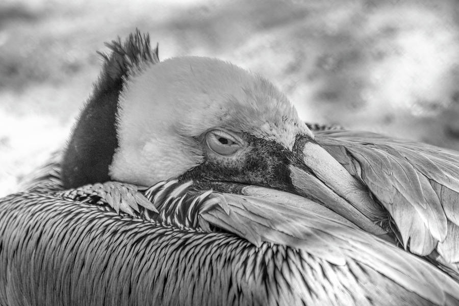 Sleeping Pelican Photograph by Robert Wilder Jr
