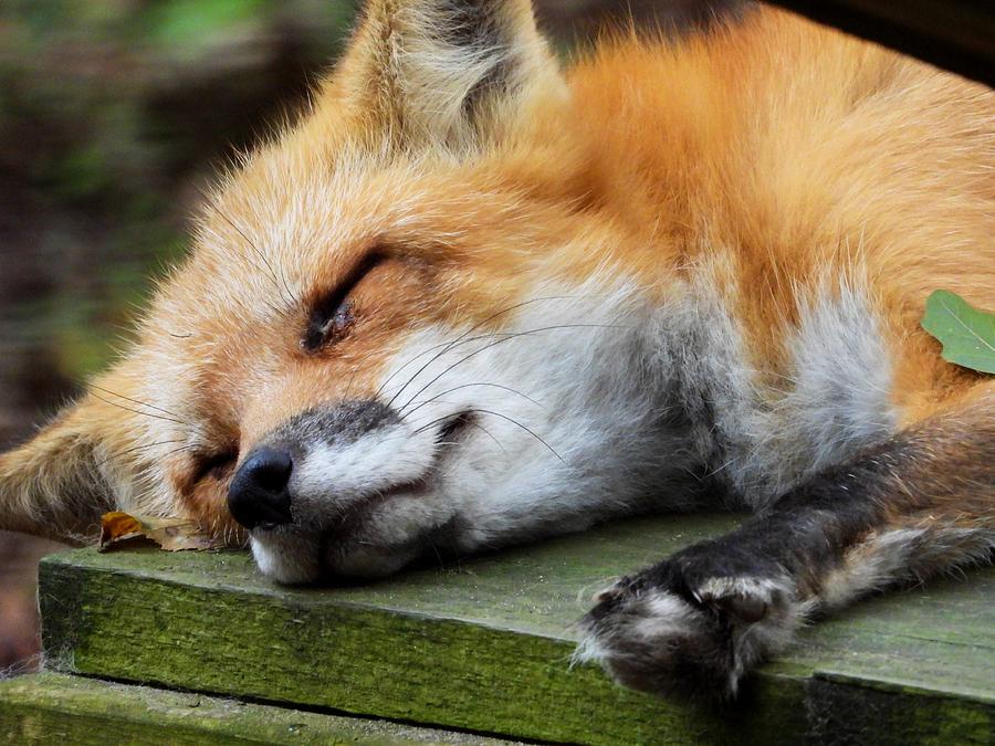 Sleeping Red Fox Photograph by Robert Sharpe - Fine Art America