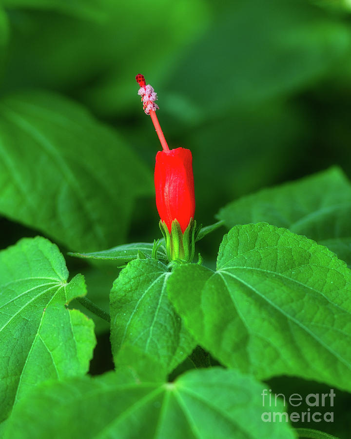 Turks Cap Mallow Red Sleepy Hibiscus Flower Photograph by Abigail Diane Photography