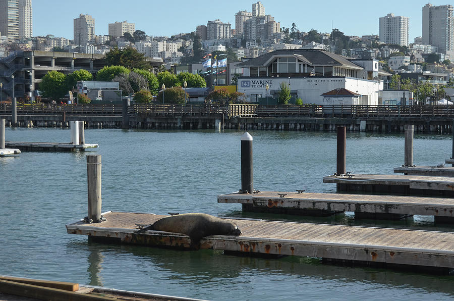 Sleeping Sea Lion on a Dock at Pier 39 Fishermans Wharf San Francisco Photograph by Shawn OBrien