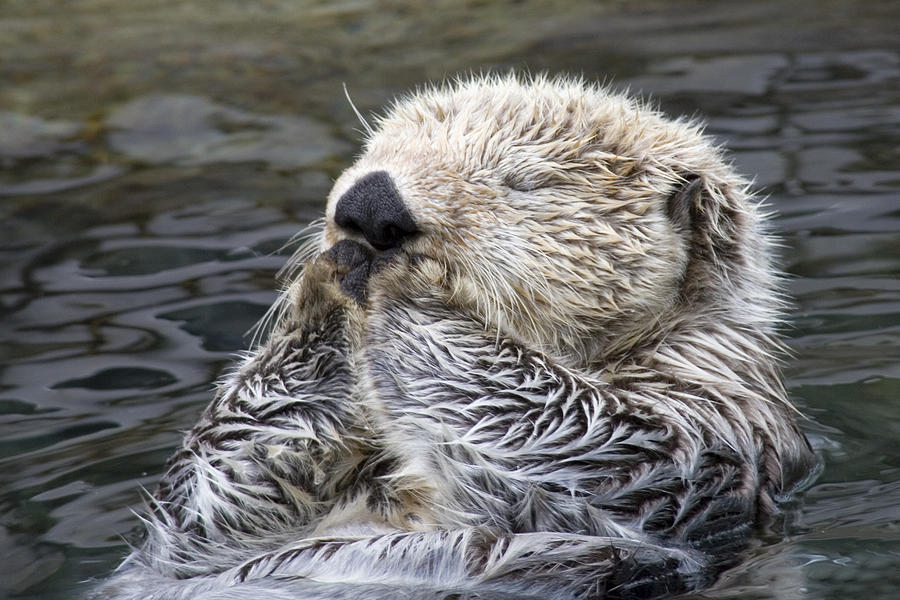Sleeping Sea Otter close-up Photograph by Hal Beral