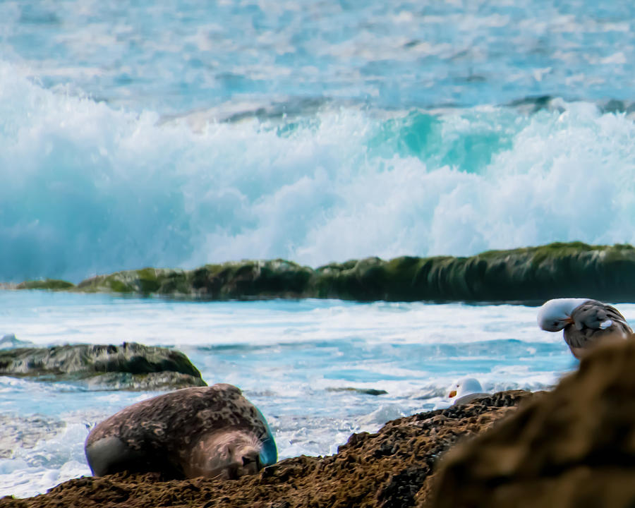 Sea-side Sleeping Seal Photograph by Christina McGoran