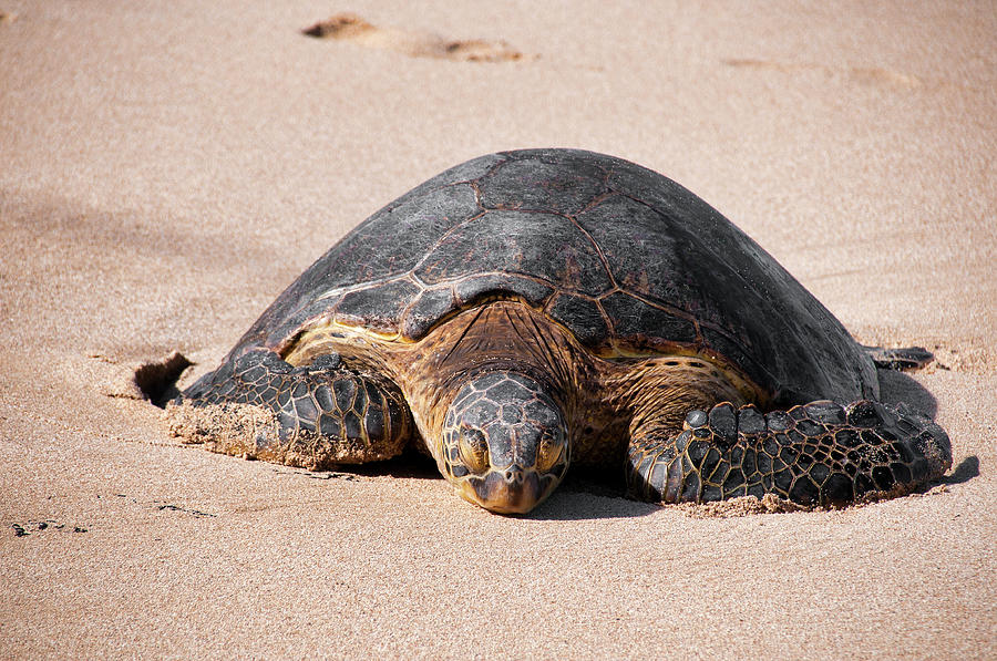 Sleeping Sea Turtle Photograph by John Durham - Pixels