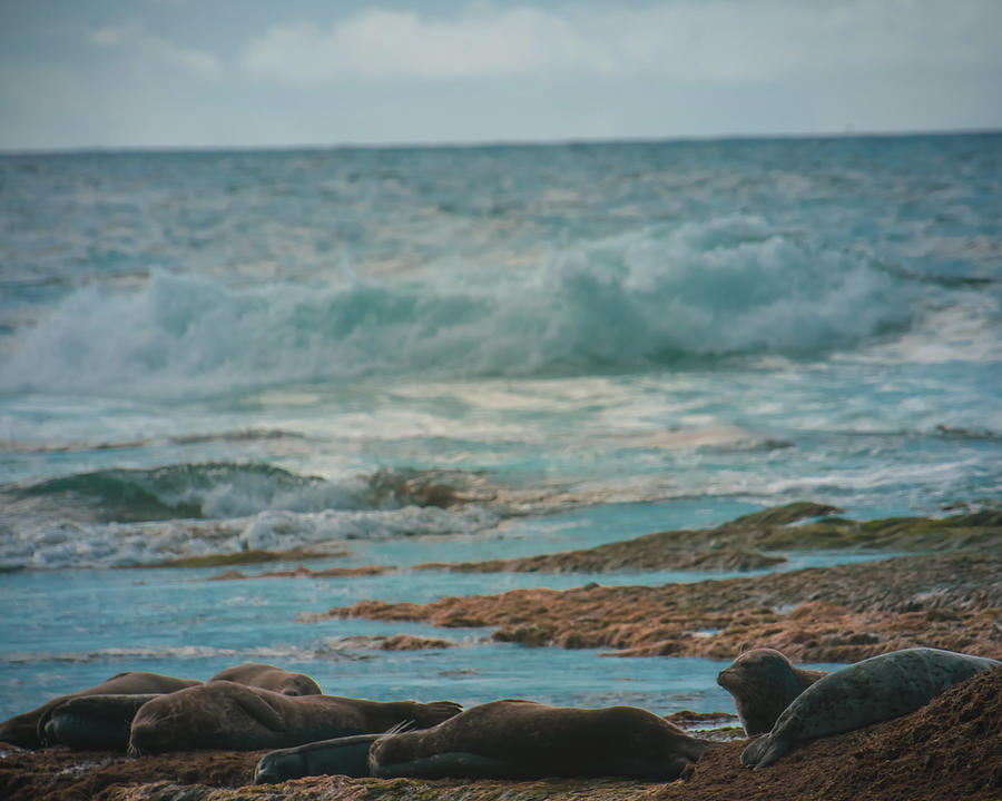 Sleeping Seals Photograph by Christina McGoran