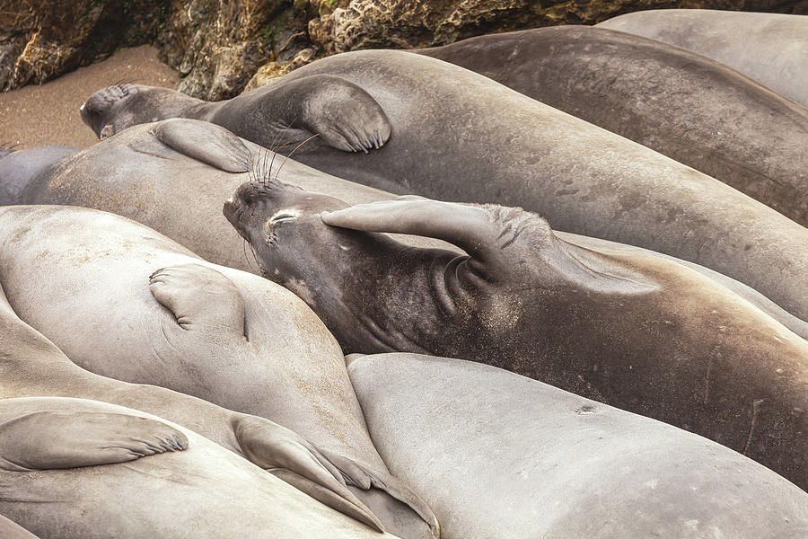 Sleeping Seals Photograph by Jonathan Nguyen