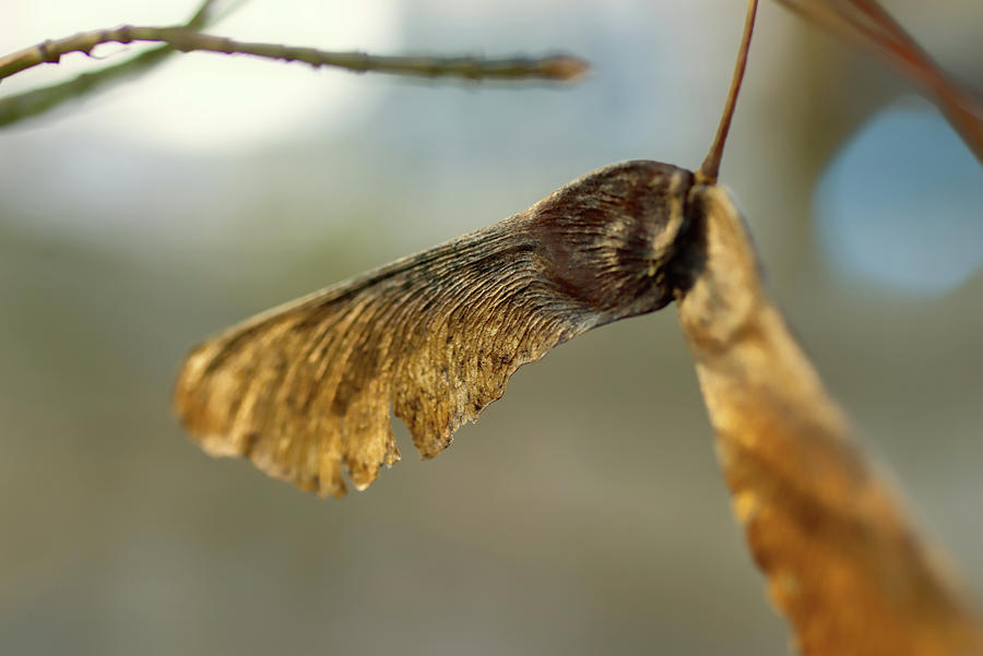 Sleeping Seed Photograph by Mike Smale