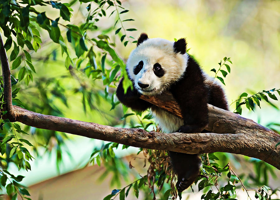 Sleeping Small Panda Wildlife Baby Panda Ailuropoda Melanoleuca Cute Animals Panda On Branch Panda Digital Art By Artspace