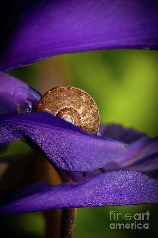 Sleeping snail closeup on purple flower Photograph by Simon Bratt