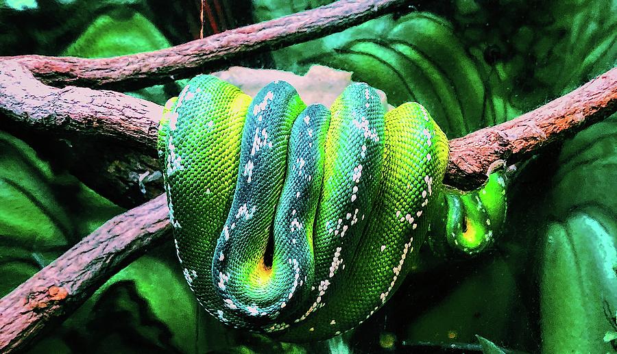 Sleeping Snake Photograph by Samantha Messeck | Fine Art America