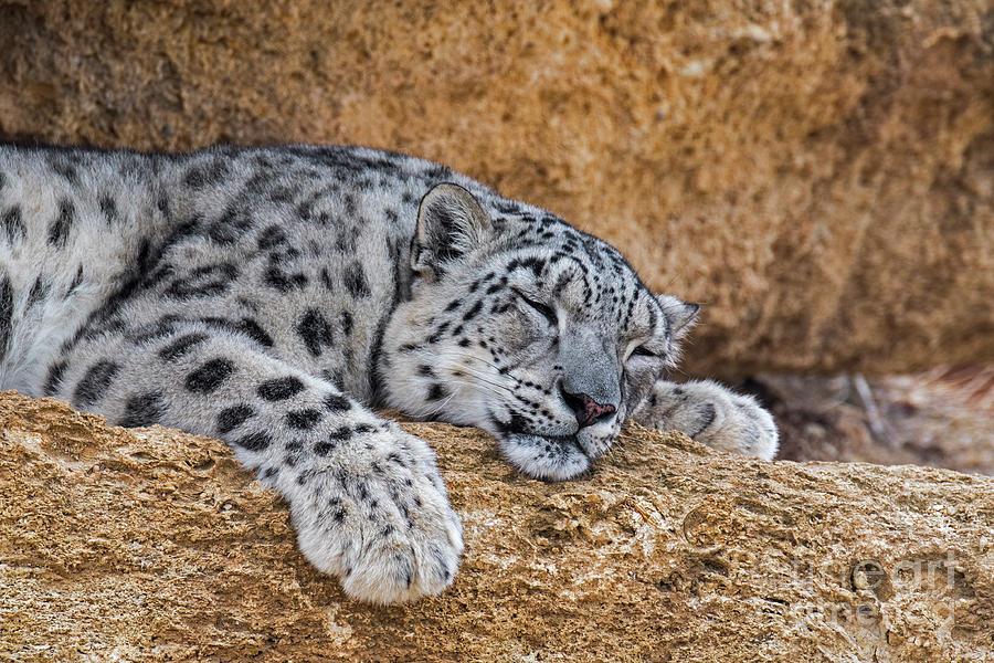 Sleeping Snow Leopard Photograph by Arterra Picture Library
