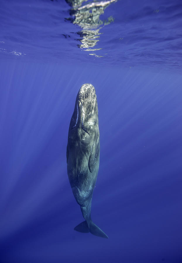 Sleeping sperm whale Photograph by By Wildestanimal