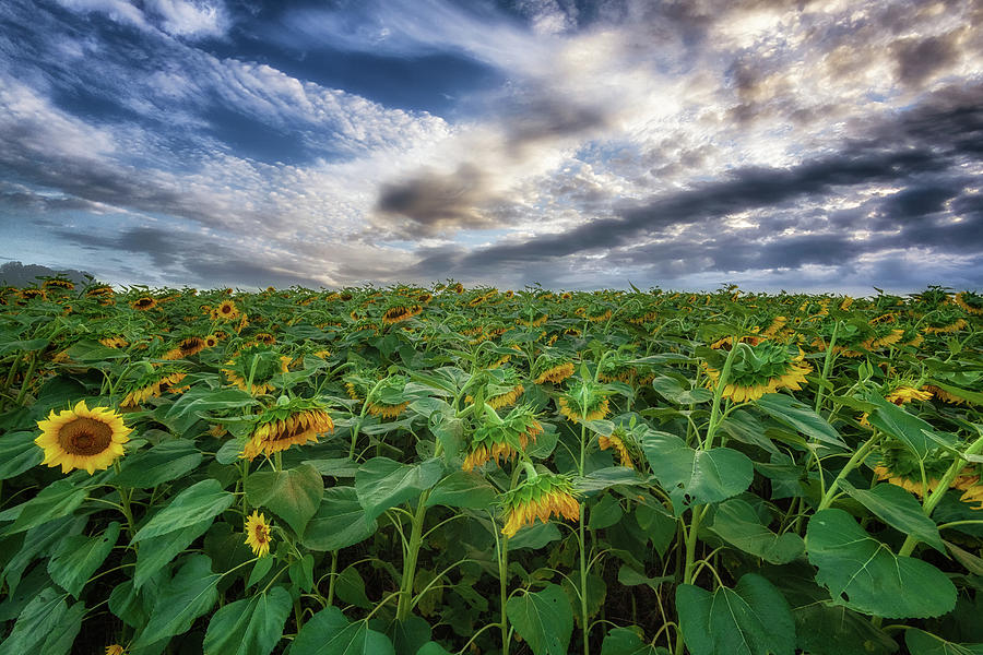Sleeping Sunflowers Photograph by Tricia Louque