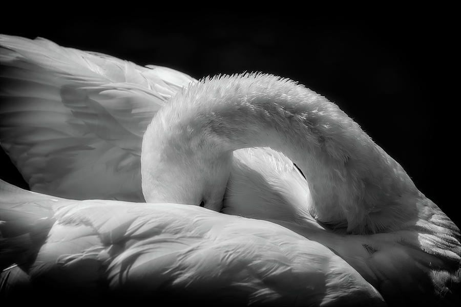 Sleeping Swan in Black and White Photograph by Artur Bogacki