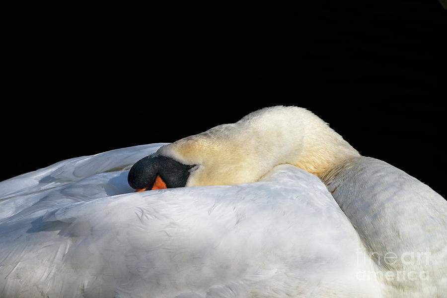 Sleeping Swan Photograph by Martyn Arnold