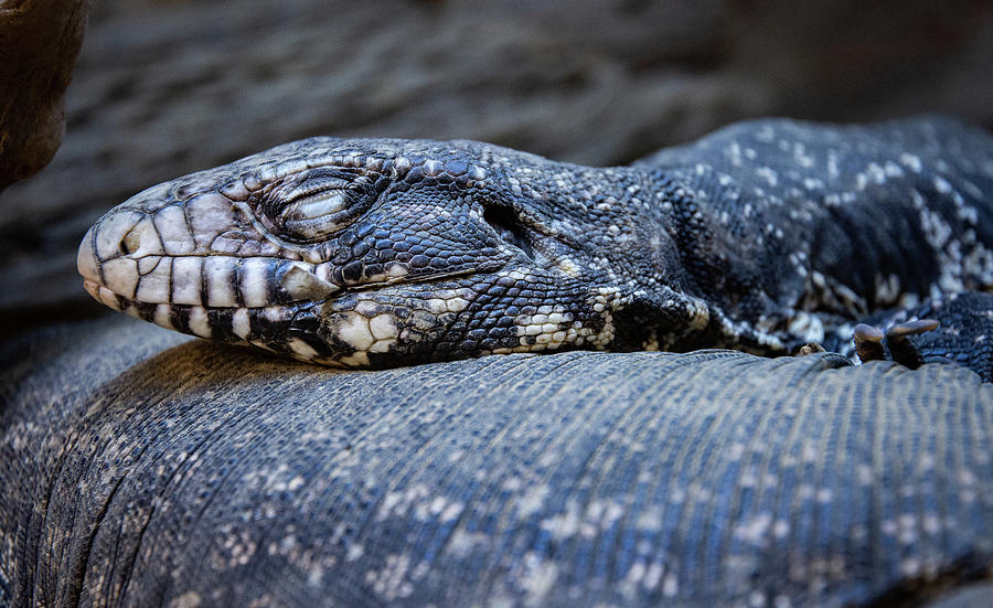 Sleeping Tegu Photograph By Sean Mccracken - Fine Art America