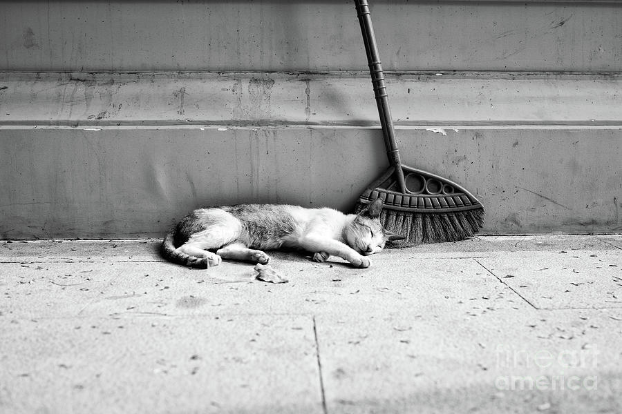 Sleeping Temple Cat Photograph by Dean Harte