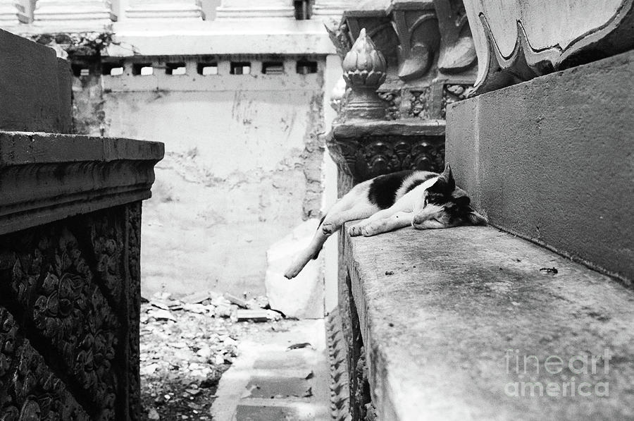 Sleeping Temple Cat II Photograph by Dean Harte