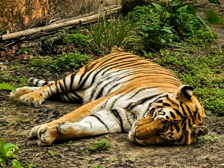 Sleeping Tiger Photograph by Francois Gendron | Fine Art America