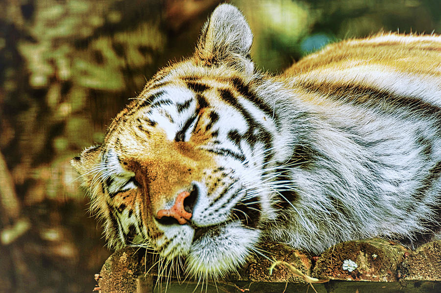 Sleeping Tiger Photograph by Gareth Parkes