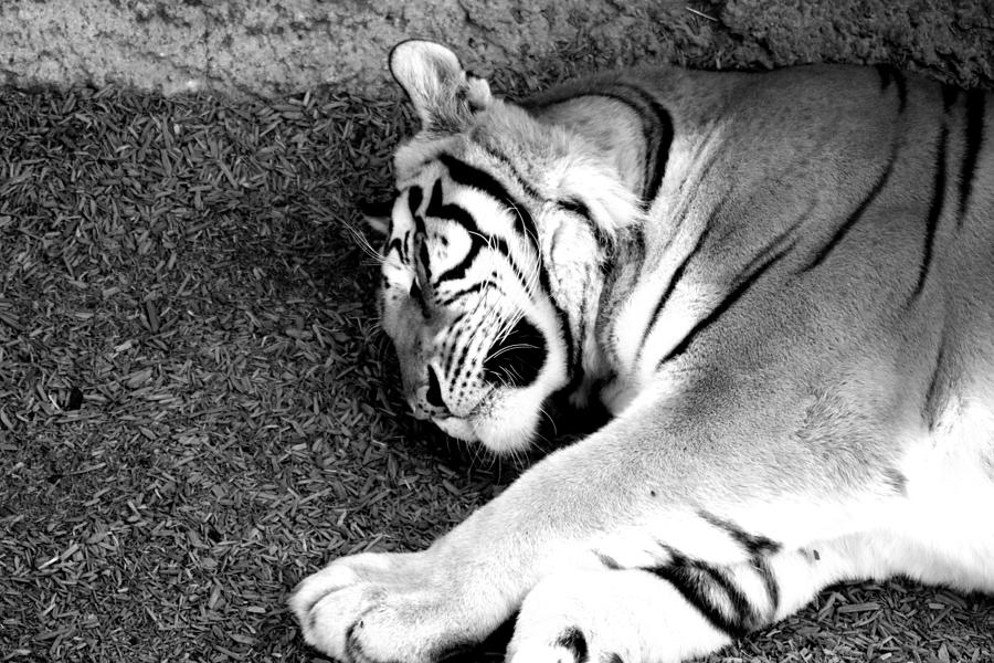 Sleeping Tiger Photograph by LaDonna McCray