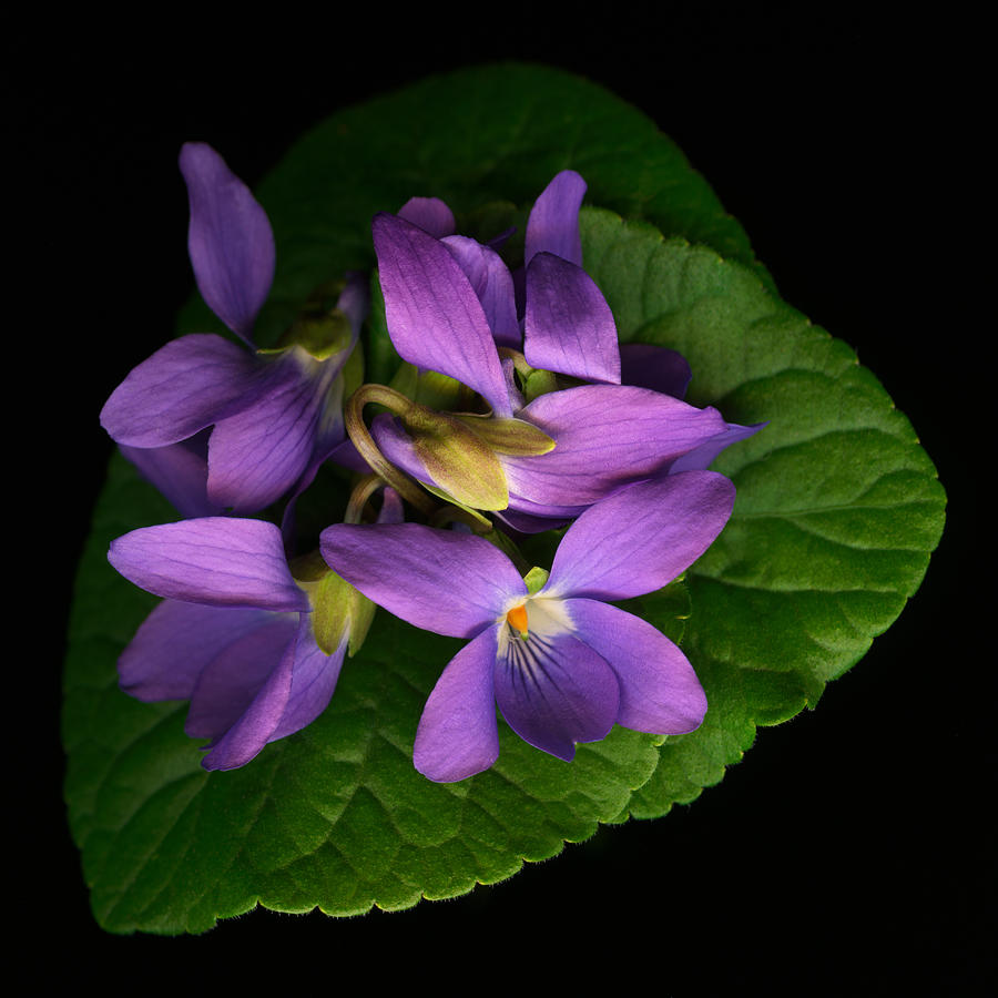 Sleeping Violets Photograph by Marsha Tudor