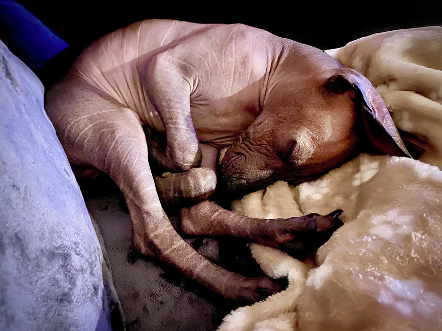 Sleeping Xolo Puppy 7 Photograph by Masha Batkova
