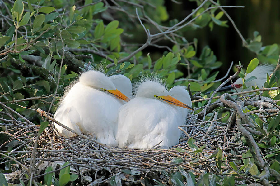 Sleeping Young Great Egrets Photograph by Daniel Caracappa - Fine Art ...