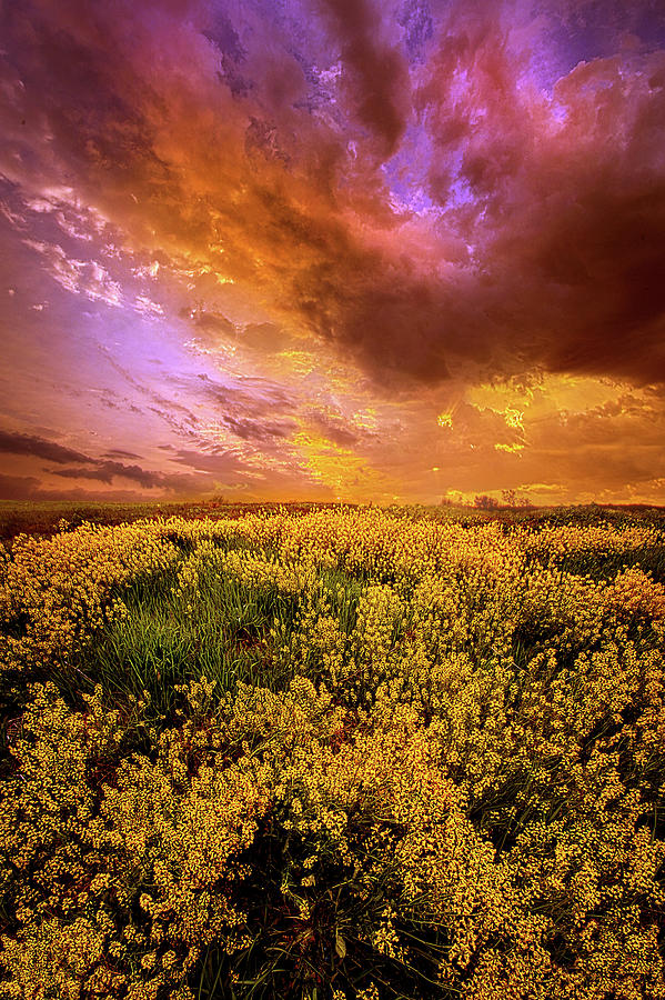Sleepless Dreaming Photograph by Phil Koch