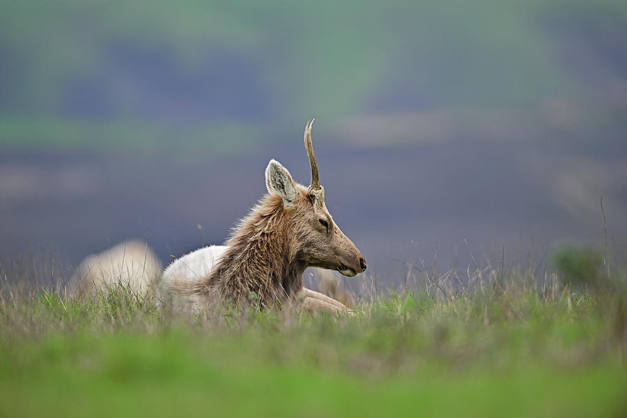 Sleepy Antler - Tule Elk Photograph by Amazing Action Photo Video
