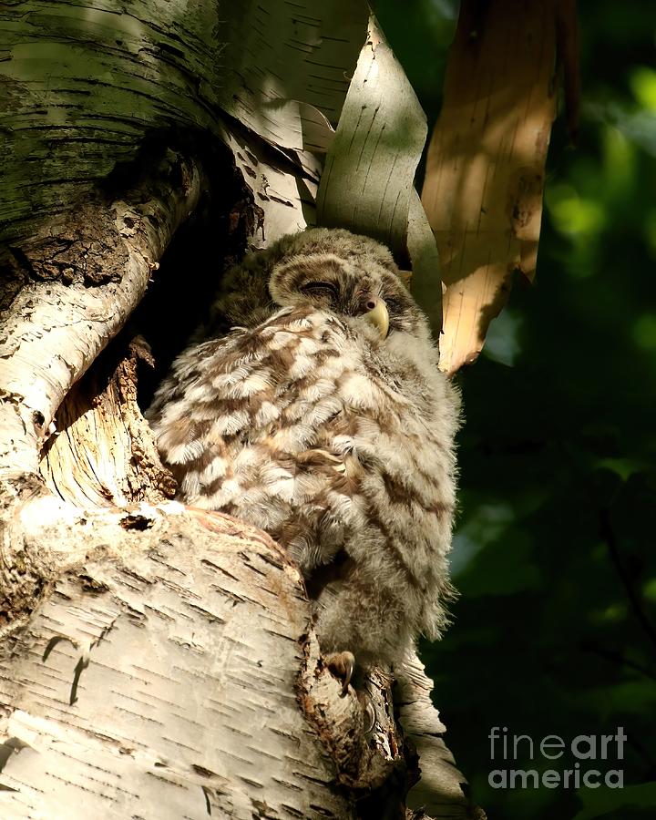 Sleepy baby barred owl Photograph by Heather King