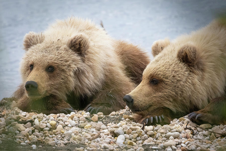 Sleepy Bear Cubs Photograph By Patrick Barron - Fine Art America