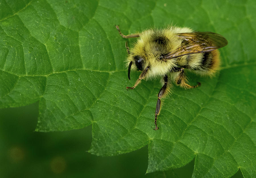 Animal Photograph - Sleepy Bumble Bee on Green leaf by Jean Noren