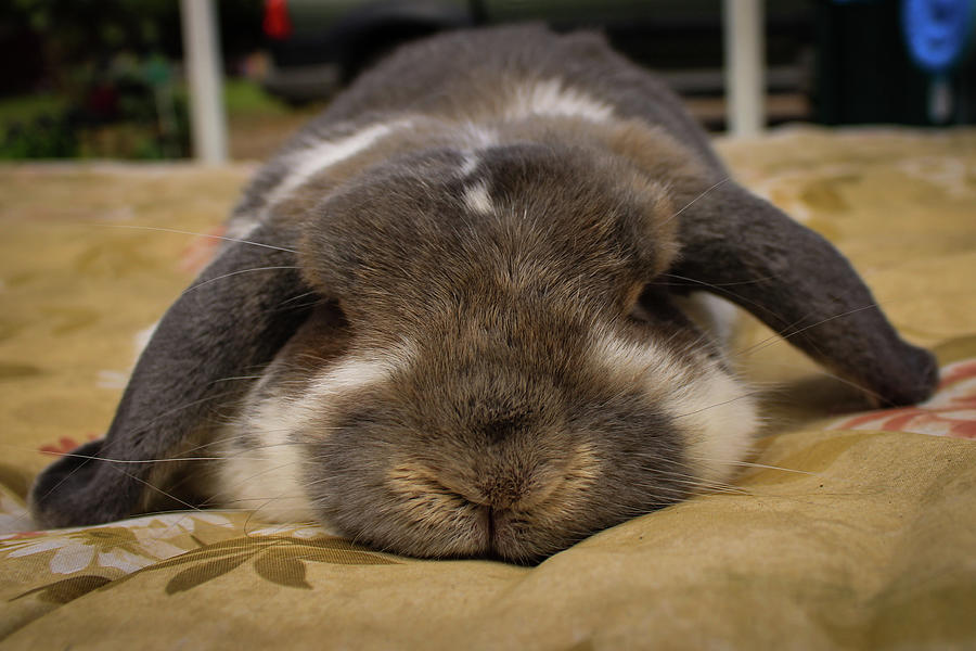 Sleepy Bunny by Brytney Wolske